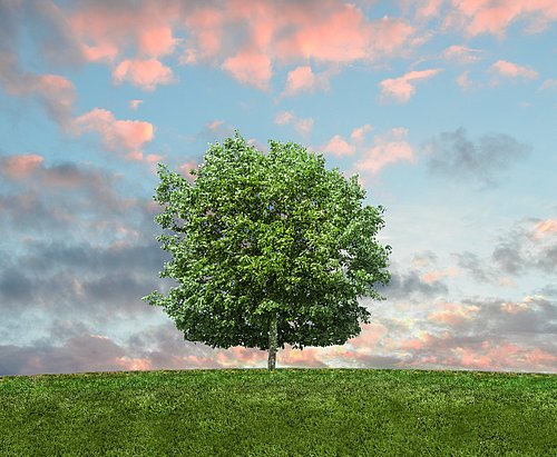 Flavor image of nature: A tree on a green field, sky and clouds 