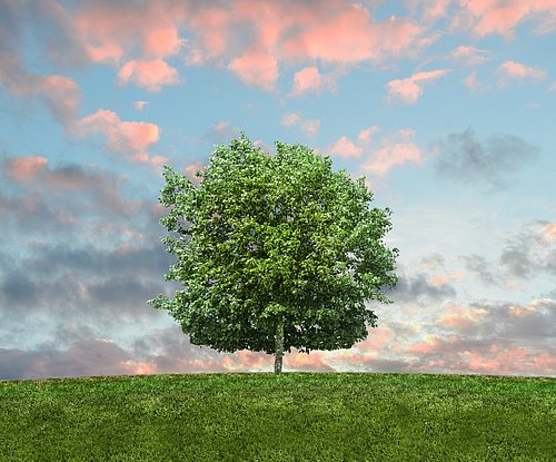 Flavor image of nature: A tree on a green field, sky and clouds 