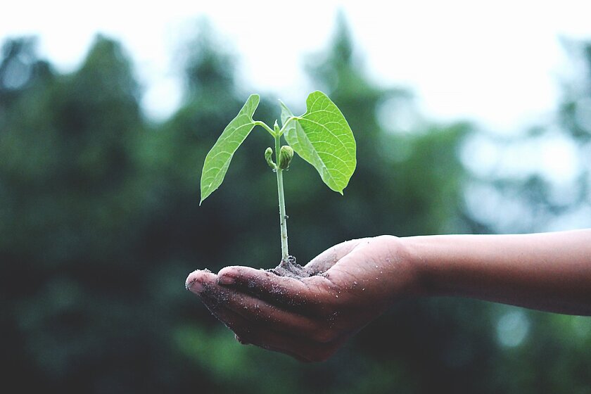  person-holding-a-green-plant-1072824.jpg